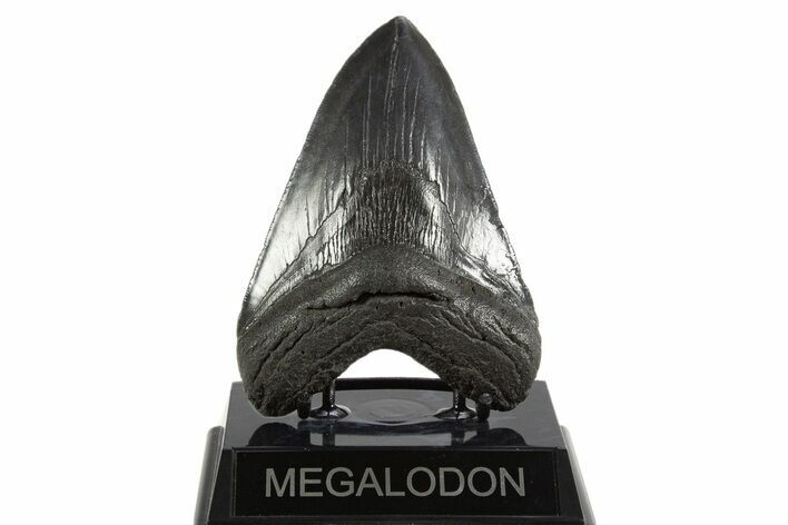 Serrated, Fossil Megalodon Tooth - South Carolina #340280